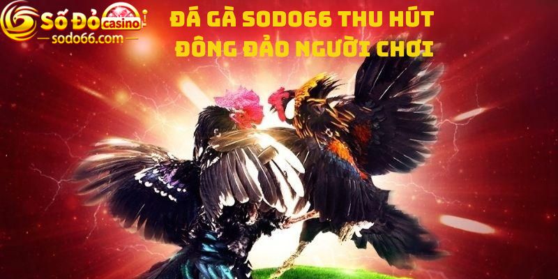 Đá gà Sodo66 Thu hút đông đảo người chơi