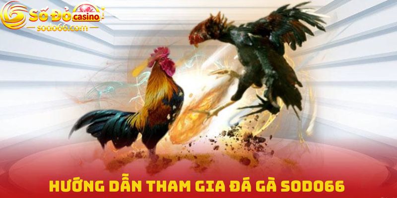 Hướng dẫn tham gia Đá gà Sodo66 